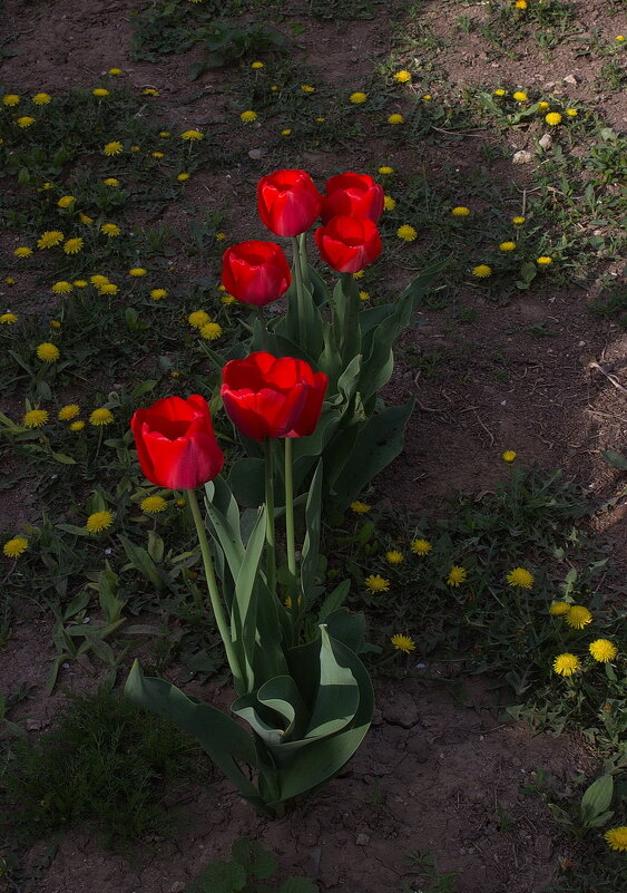 Опять зацвели тюльпаны во дворе - Наталья S