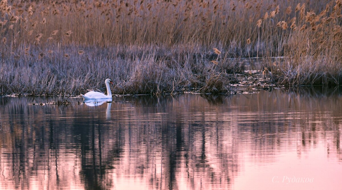 Белый лебедь на закатной реке - Сергей 