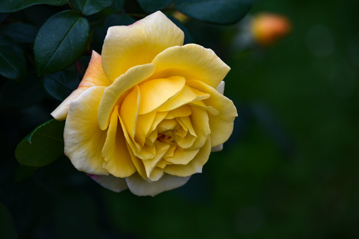 Желтая роза -  природного искусства волшебство - Inna 