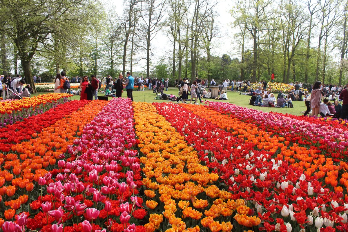 парк цветов Keukenhof - Светлана Баталий