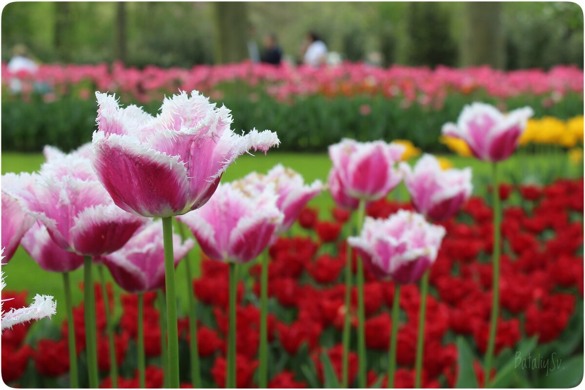 парк цветов Keukenhof - Светлана Баталий