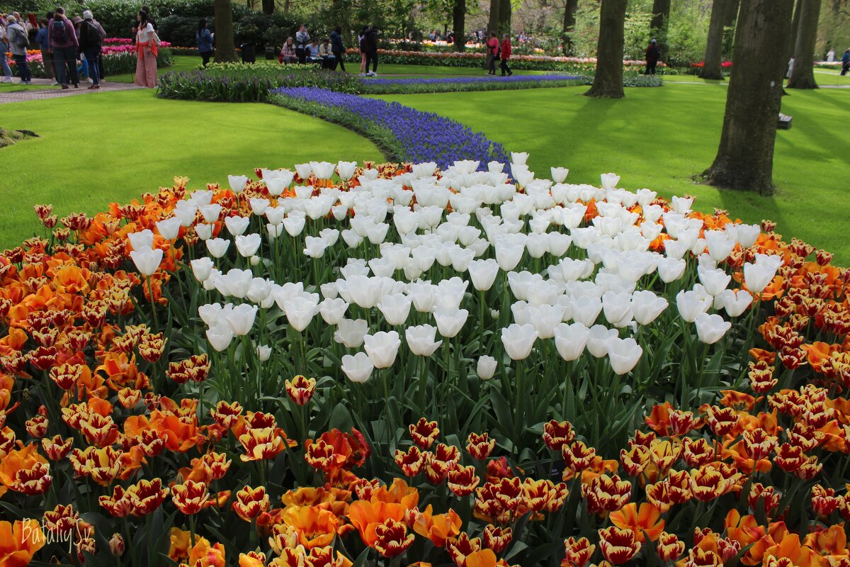 парк цветов Keukenhof - Светлана Баталий