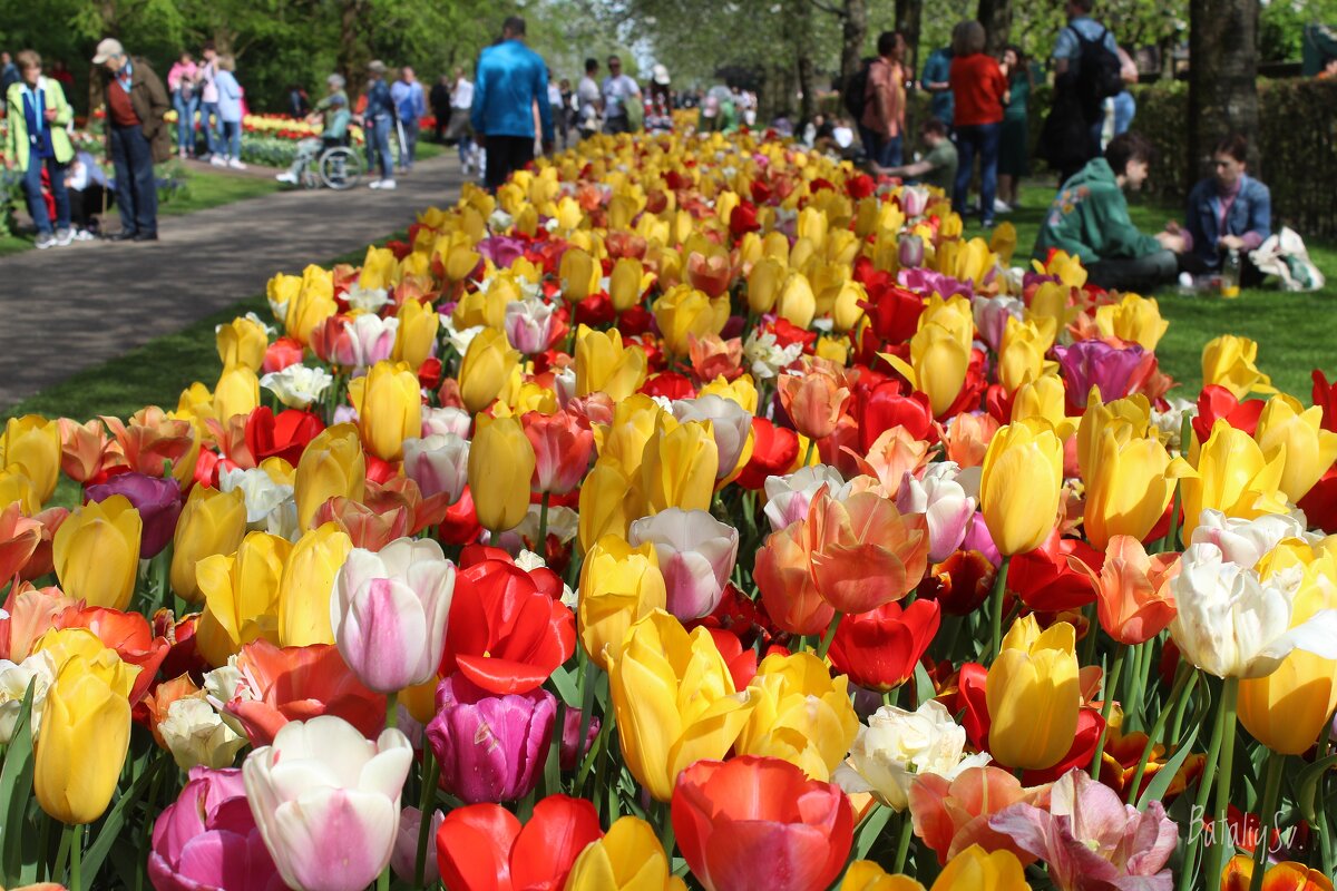 парк цветов Keukenhof - Светлана Баталий