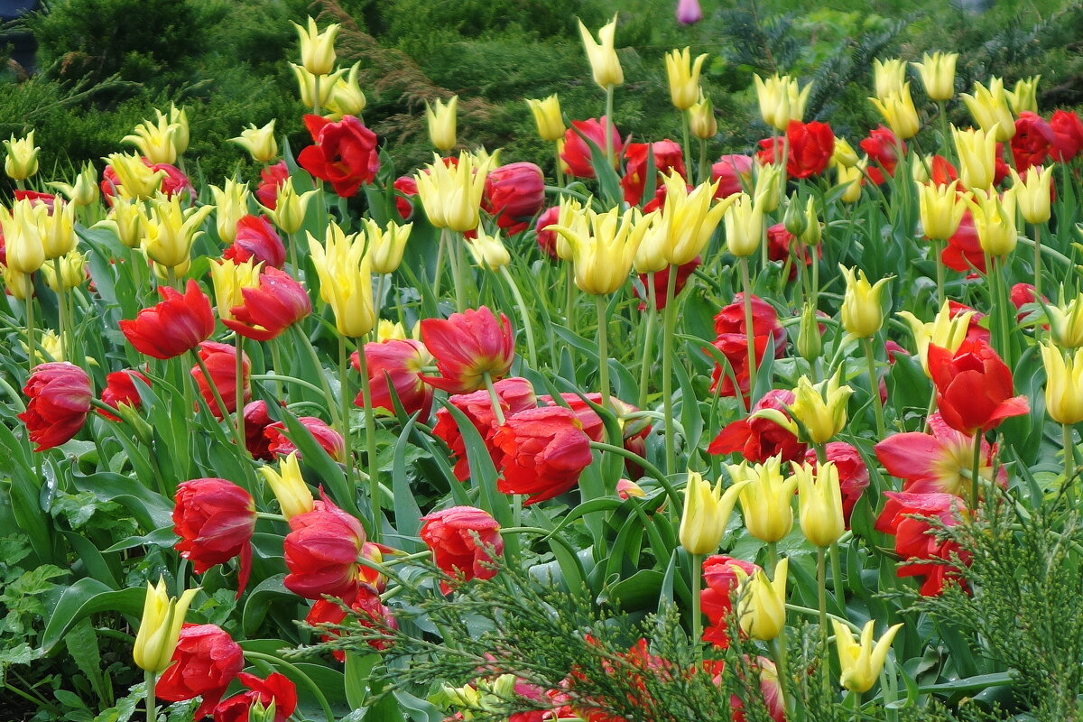 Тюльпаны в городском парке - Рита Симонова