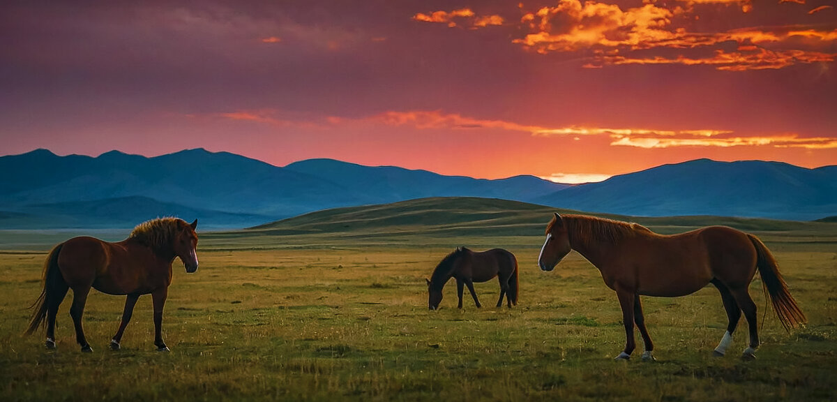 Степи Монголии - Aleksey Afonin