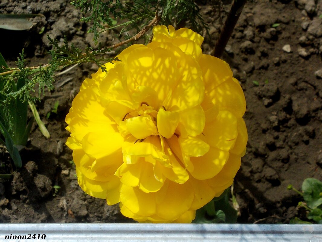 Махровый тюльпан - Нина Бутко