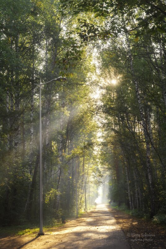 Утро в лесу - Елена Соколова