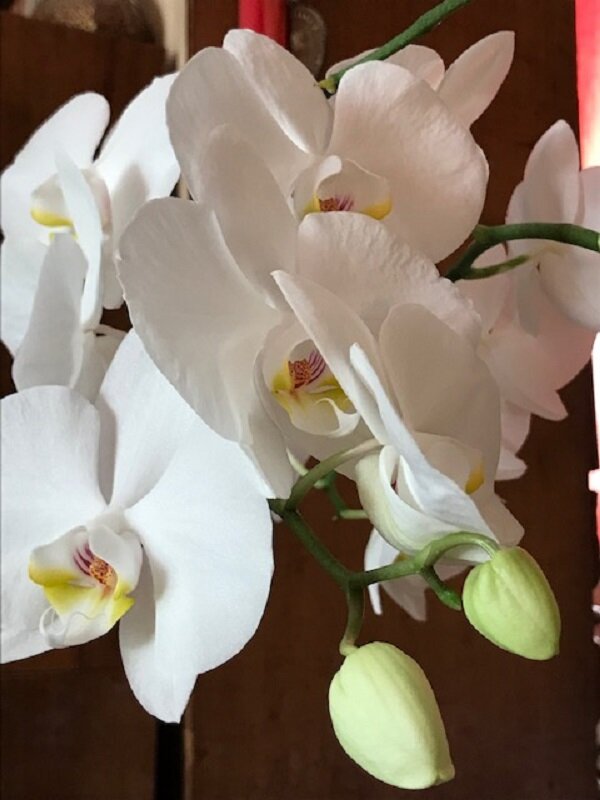 Так цветёт орхидея... - Татьяна Юрасова