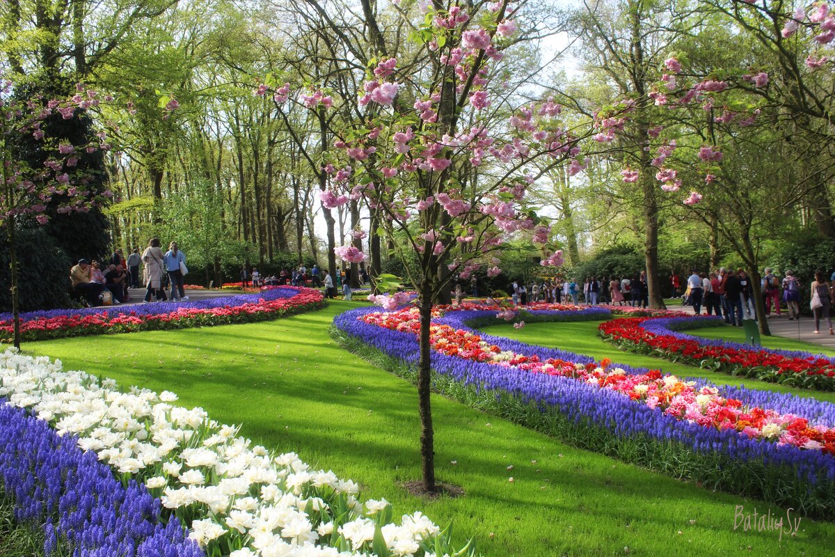 парк цветов Keukenhof - Светлана Баталий