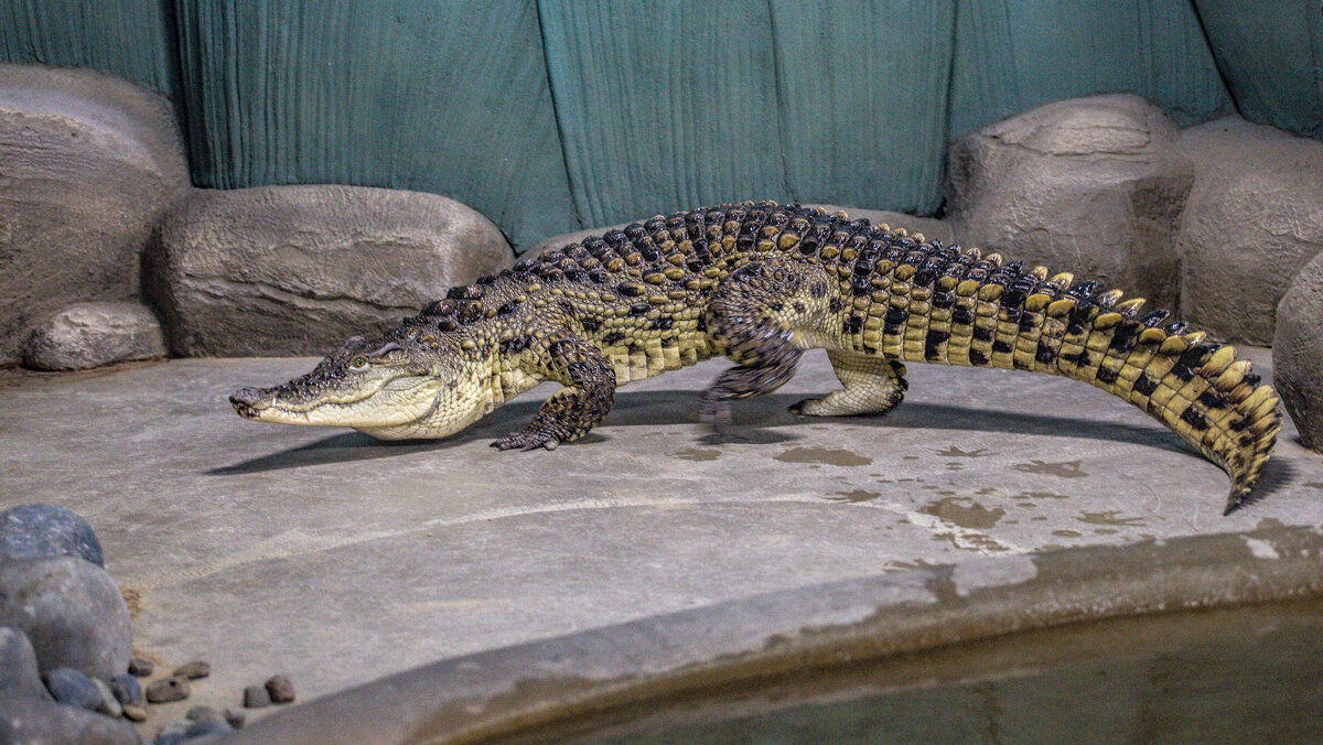 Нильский крокодил - аркадий 