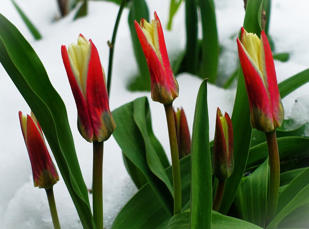 Пробиваются  наши первые тюльпаны сквозь снег - Aida10 