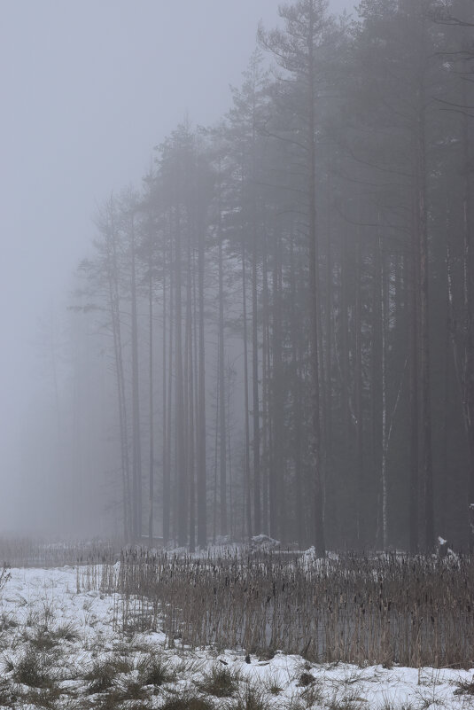 Туман в лесу. - Татьяна Глинская