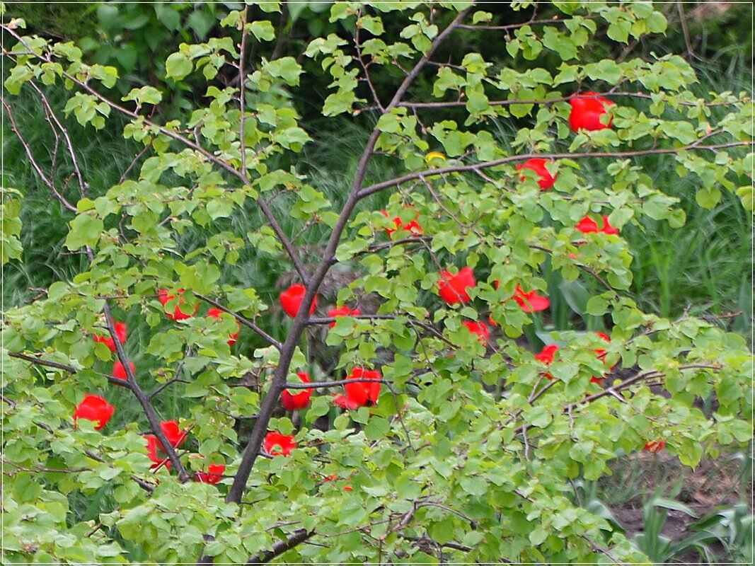 Тюльпаны на Липе - Сеня Белгородский