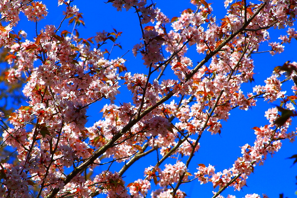 Май   Сакура  цветет  Японский  сад - олег свирский 