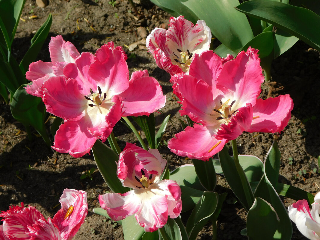 Розовые тюльпаны - Наиля 