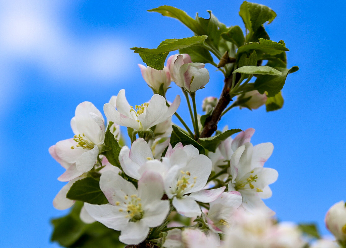 Яблоня в цвету - Елена Рудкевич