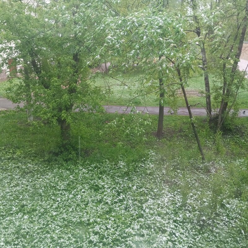7 мая. мокрый снег с дождем - Елена Семигина