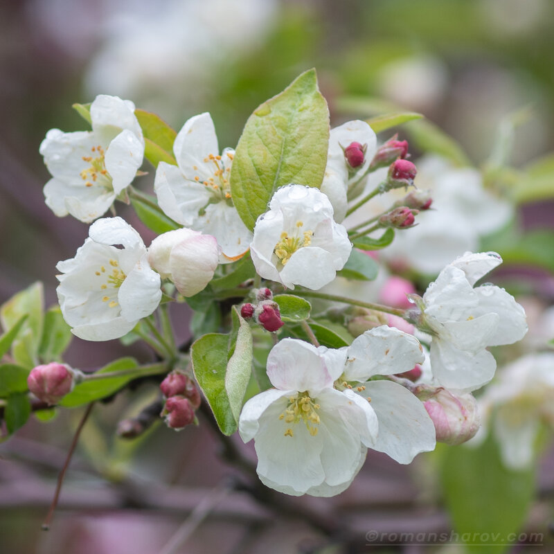 цветы яблони китайка - Роман Шаров