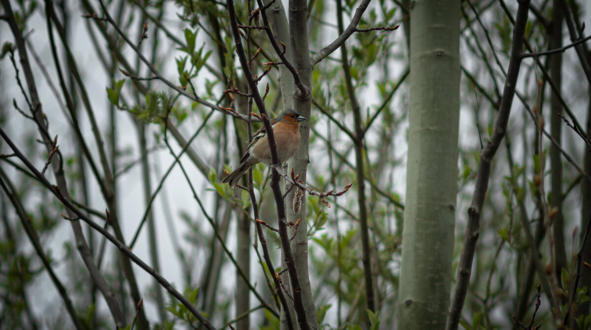 Male Chaffinch | 3 - Sergey Sonvar