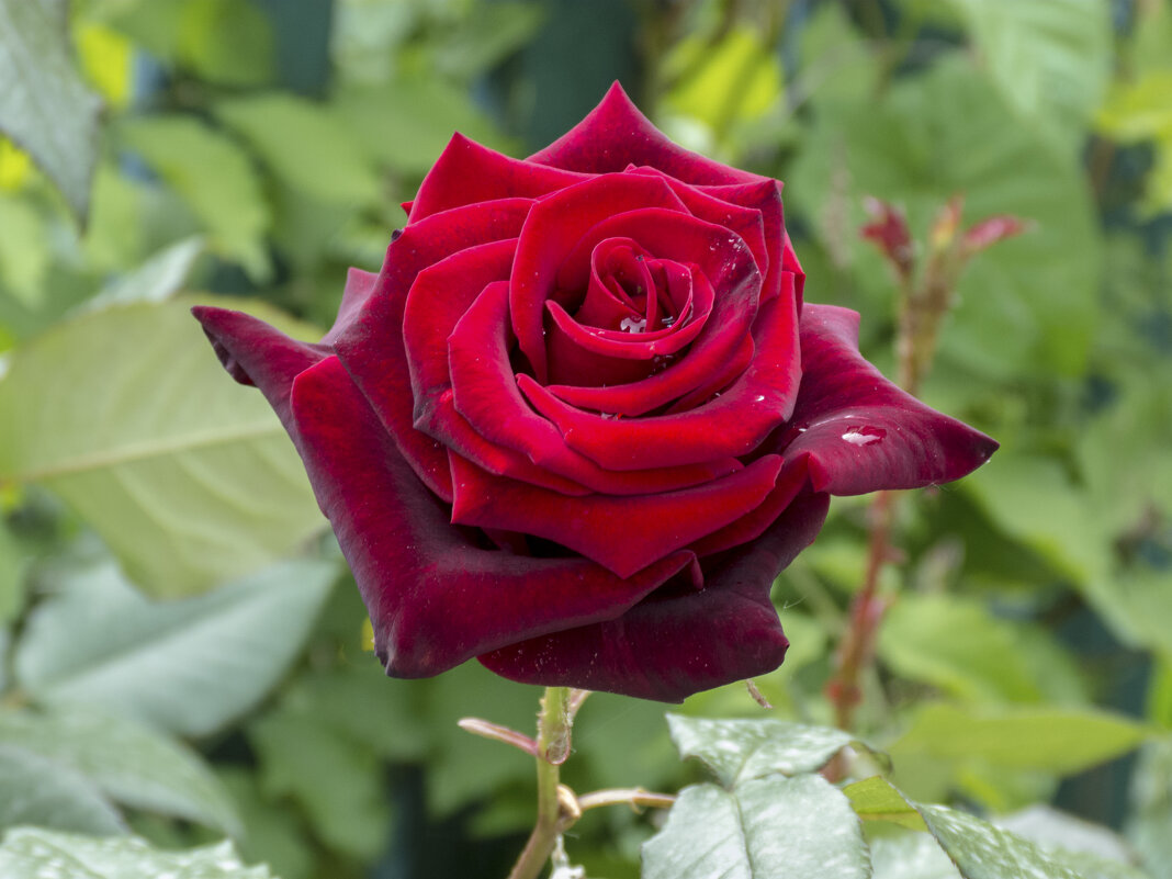 Мир цветов,бархатная роза - Валентин Семчишин
