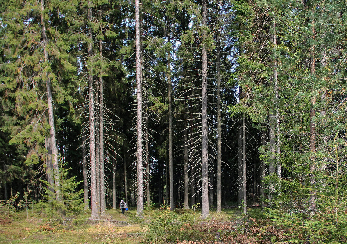 лес и грибник - РозаВетроф 