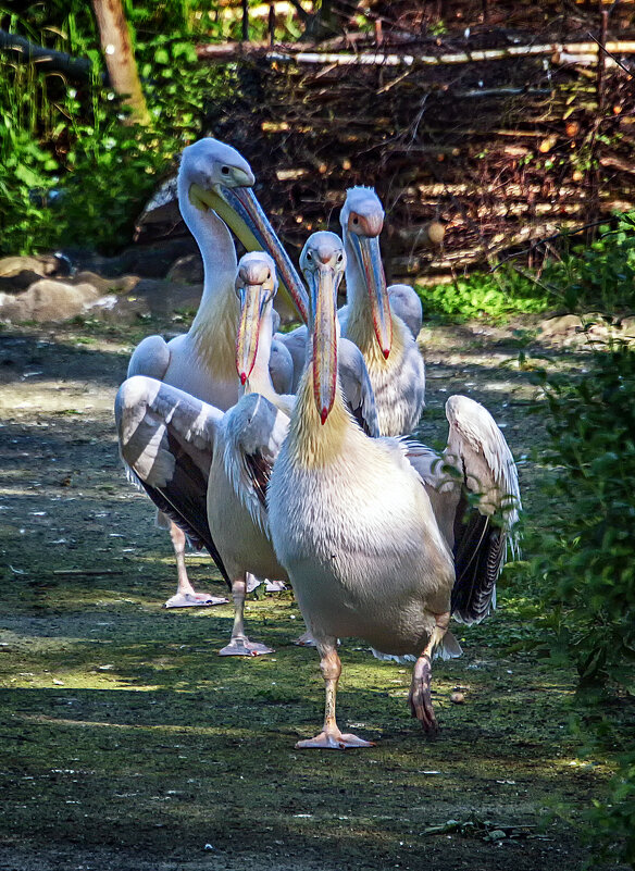 Кто шагает дружно в ряд, пеликанов наш отряд - Андроник Александр 