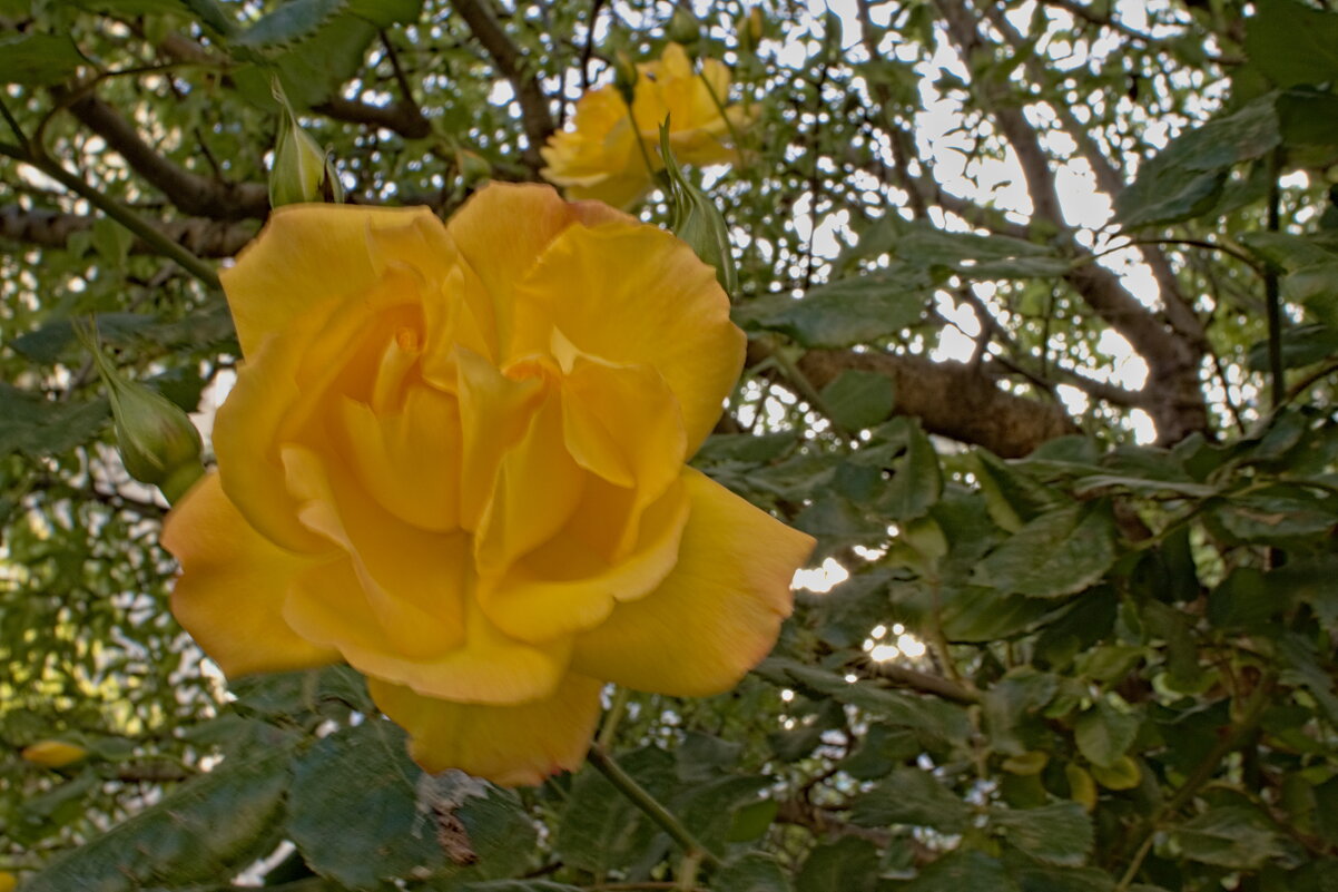 желтая роза - Giant Tao /