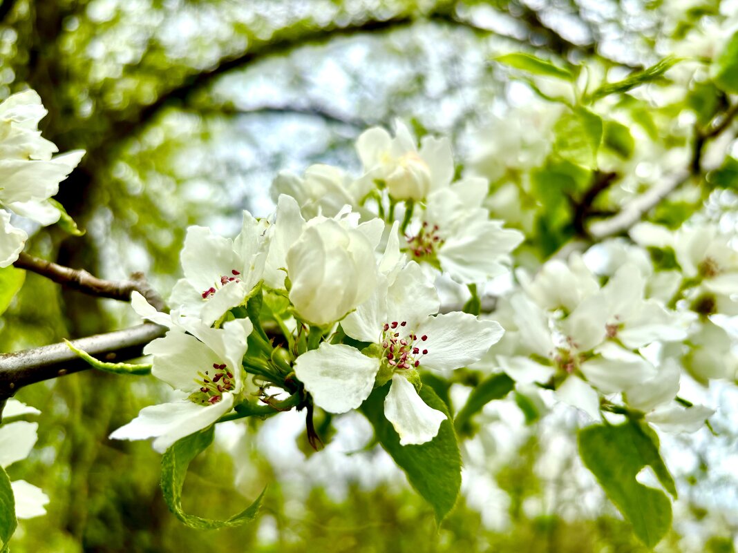 Когда яблони цветут - Larisa Kuznetsova