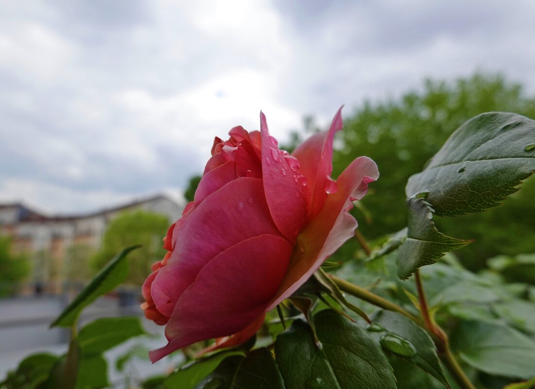 Розовый рай на моем балконе...... - Галина 