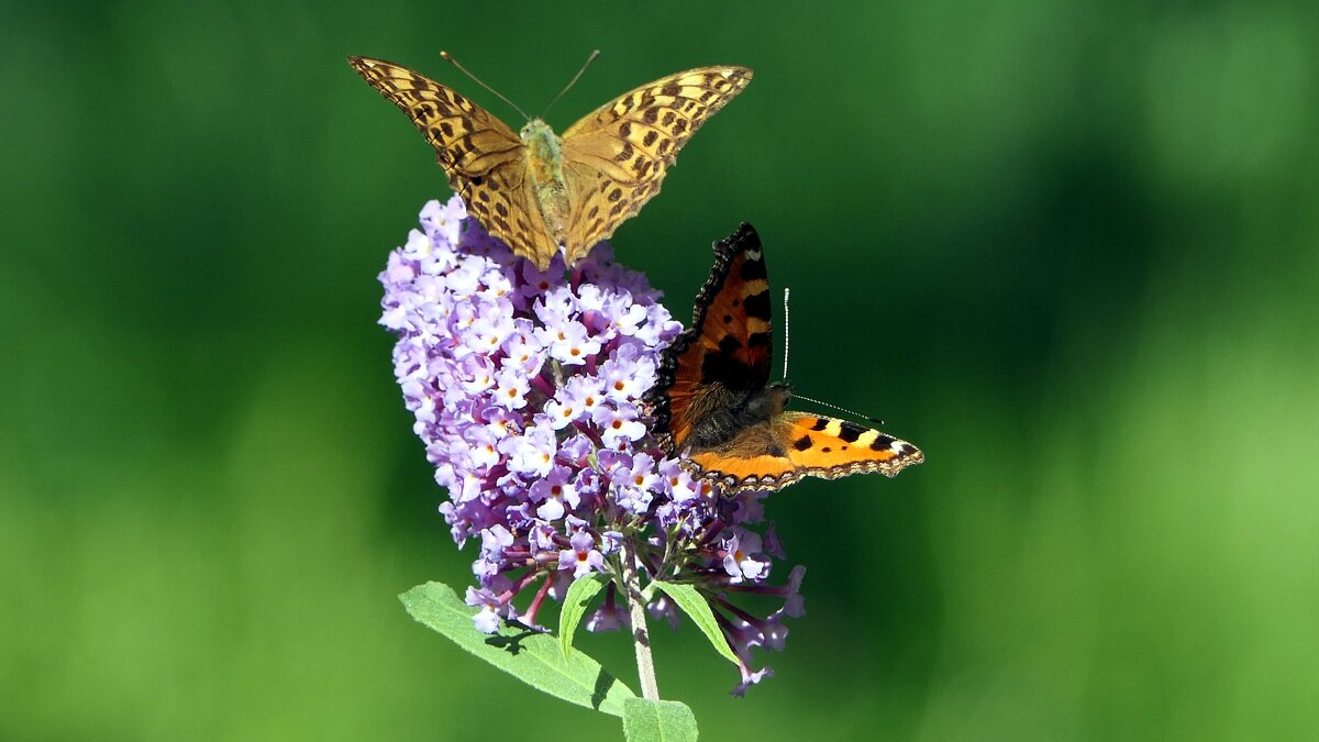 Бабочки / Butterfliesу у меня на Даче... - "The Natural World" Александер