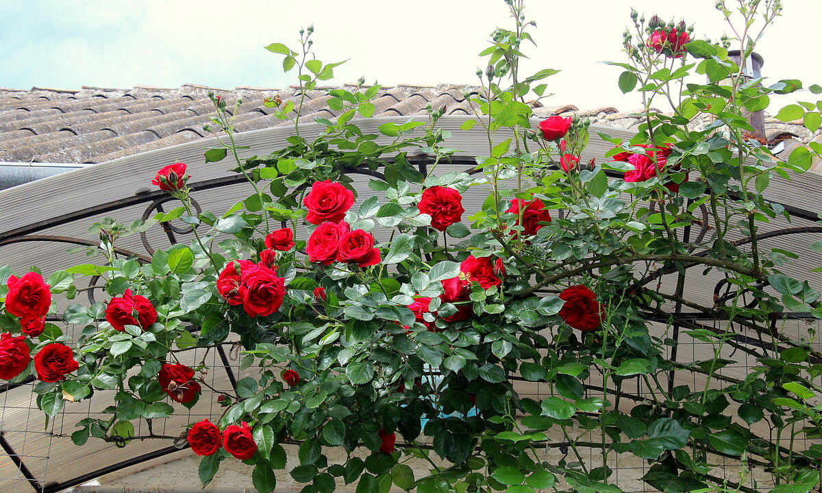 Плетистая роза на балконе - Ирина 