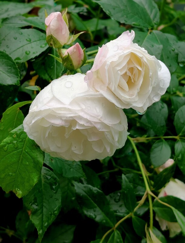 Освежающий майский дождик для белой, вьющей розы - tatyana 