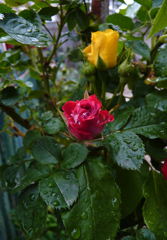 Розы после дождя - Валентин Семчишин