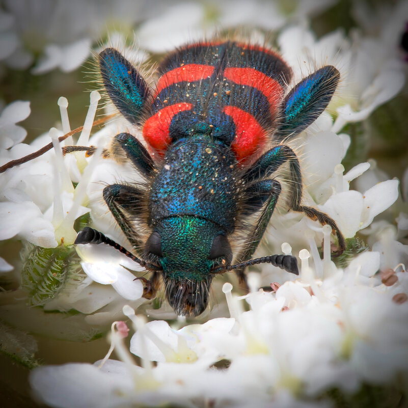 Пестряк пчелиный (Trichodes apiarius) - Александр Григорьев