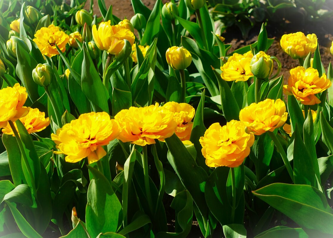 Тюльпаны жёлтые махровые Верона - Aida10 