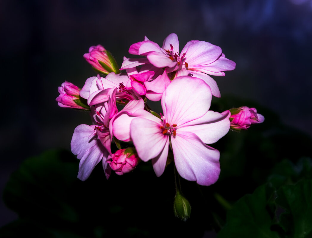 цветы герани - AVI 