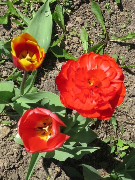 Такие разные тюльпаны - Дмитрий Никитин