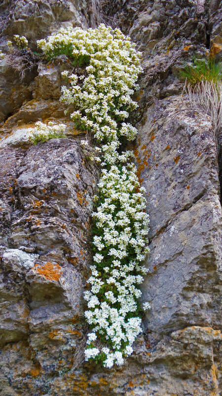цветочный водопат  на Ай-Петри(резуха) - Ольга 