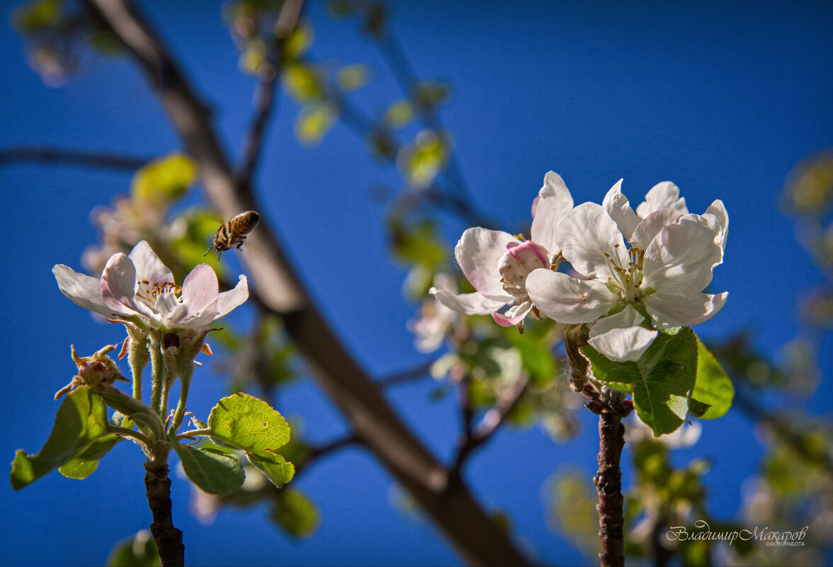 "Отличный денёк. Яблони цветут"© - Владимир Макаров