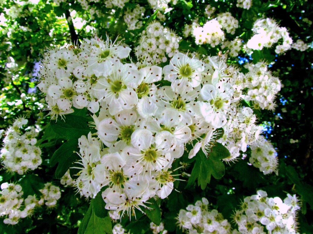 Белые цветы боярышника - Сергей Карачин