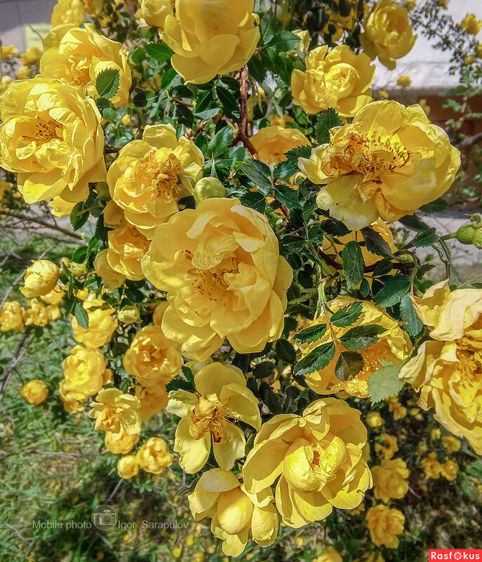 Кустовая жёлтая роза - Игорь Сарапулов
