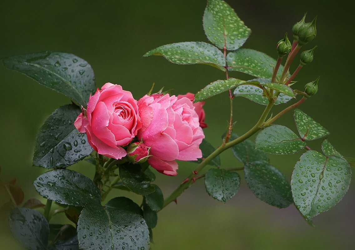 Розы в ботаническом саду - Ольга 