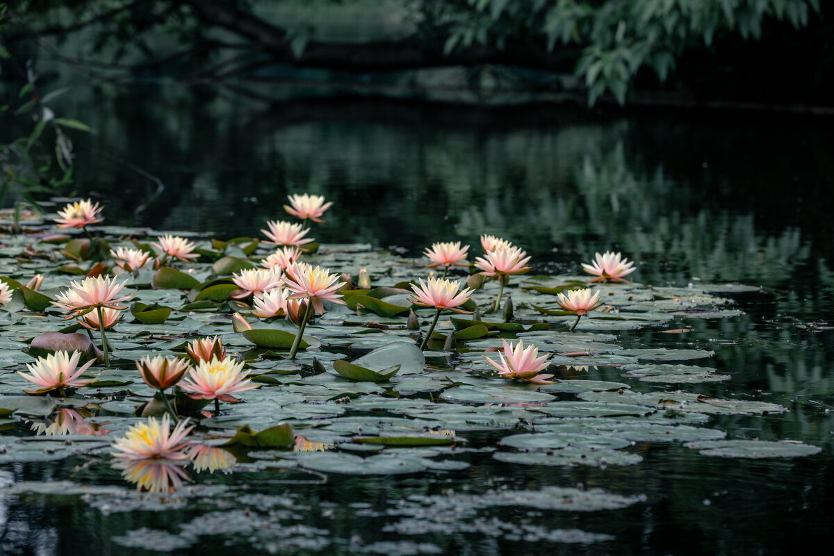 Водяные лилии на озере Сижу в Ханчжоу - Дмитрий 