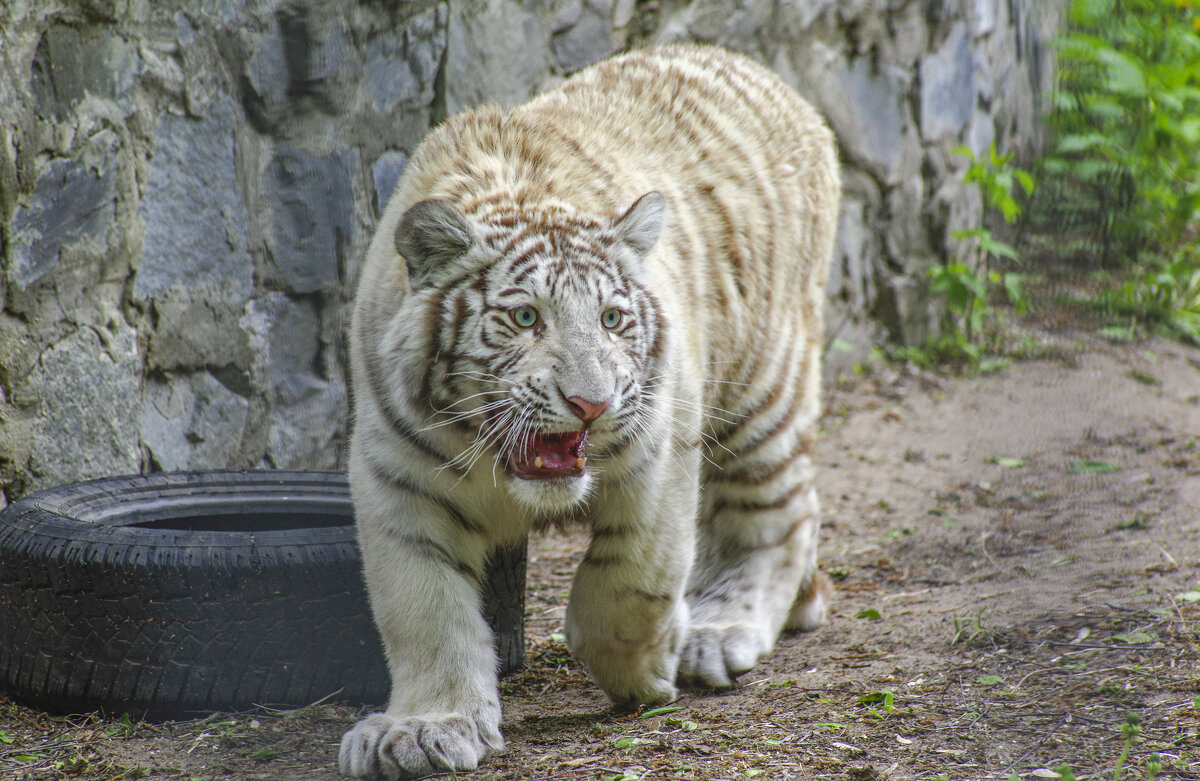 Бенгальский тигрёнок Кови - Михаил Измайлов
