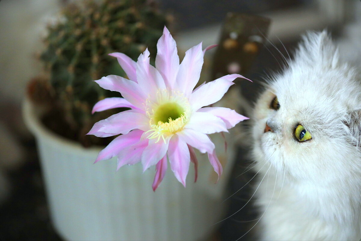 Кошка с кактусом. - Оля Богданович