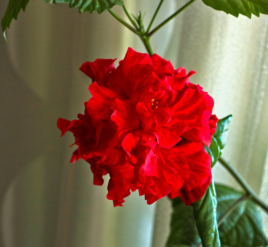 Красавица китайская роза - Светлана 