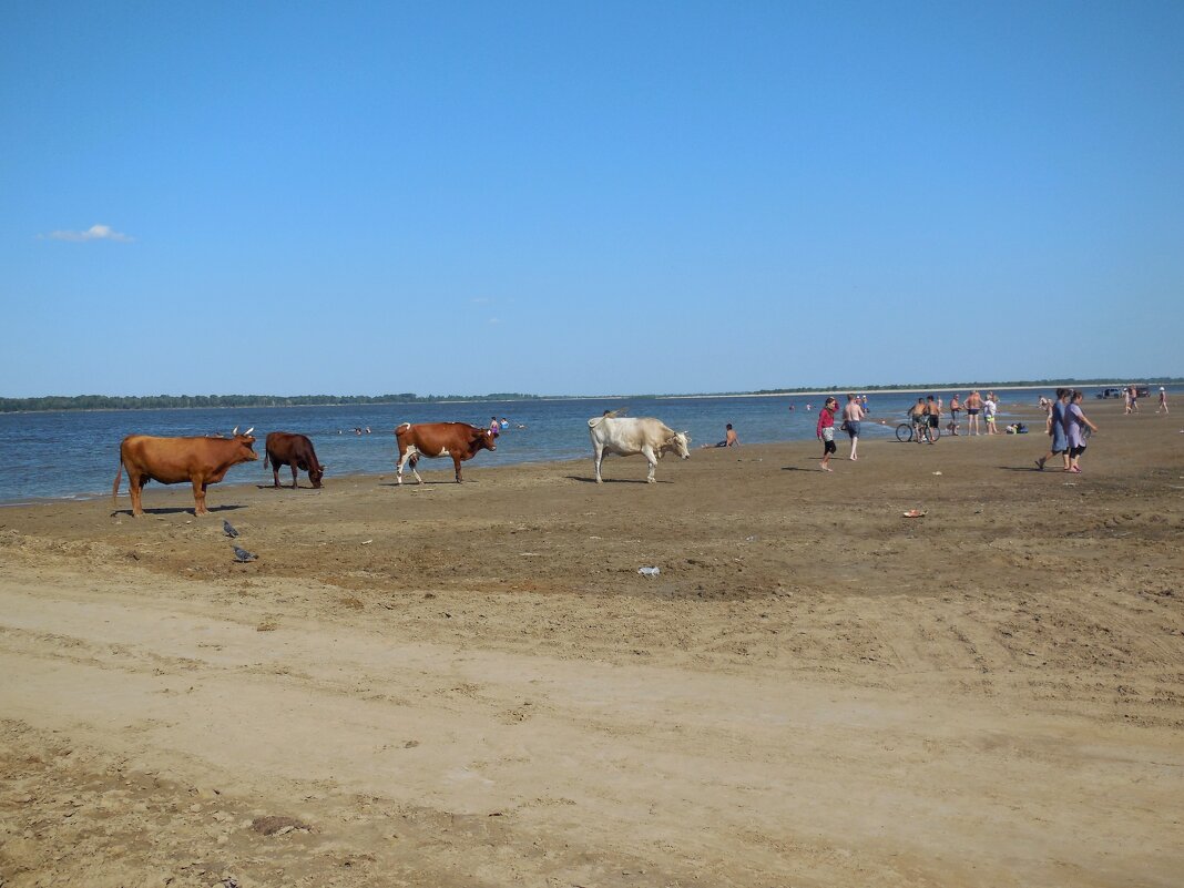 Пляж для коров и людей - Надежда 
