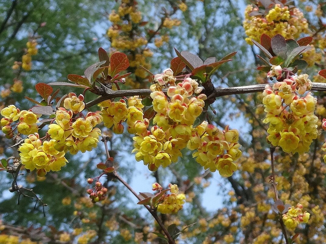 Барбарис - Лидия Бусурина