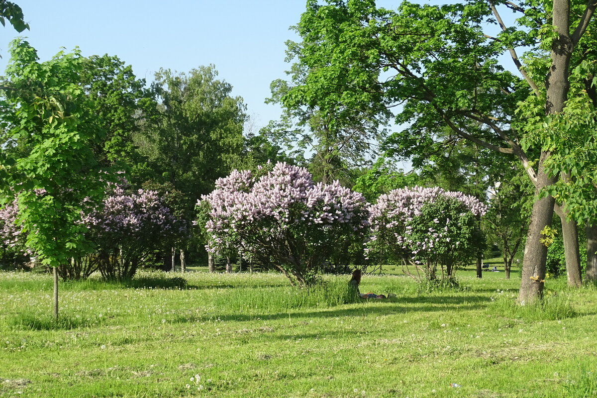 Сирень в парке - Anna-Sabina Anna-Sabina