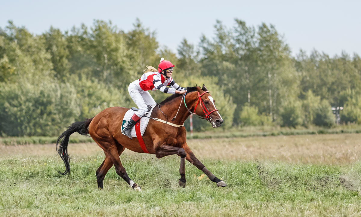 Скачки - SanSan 